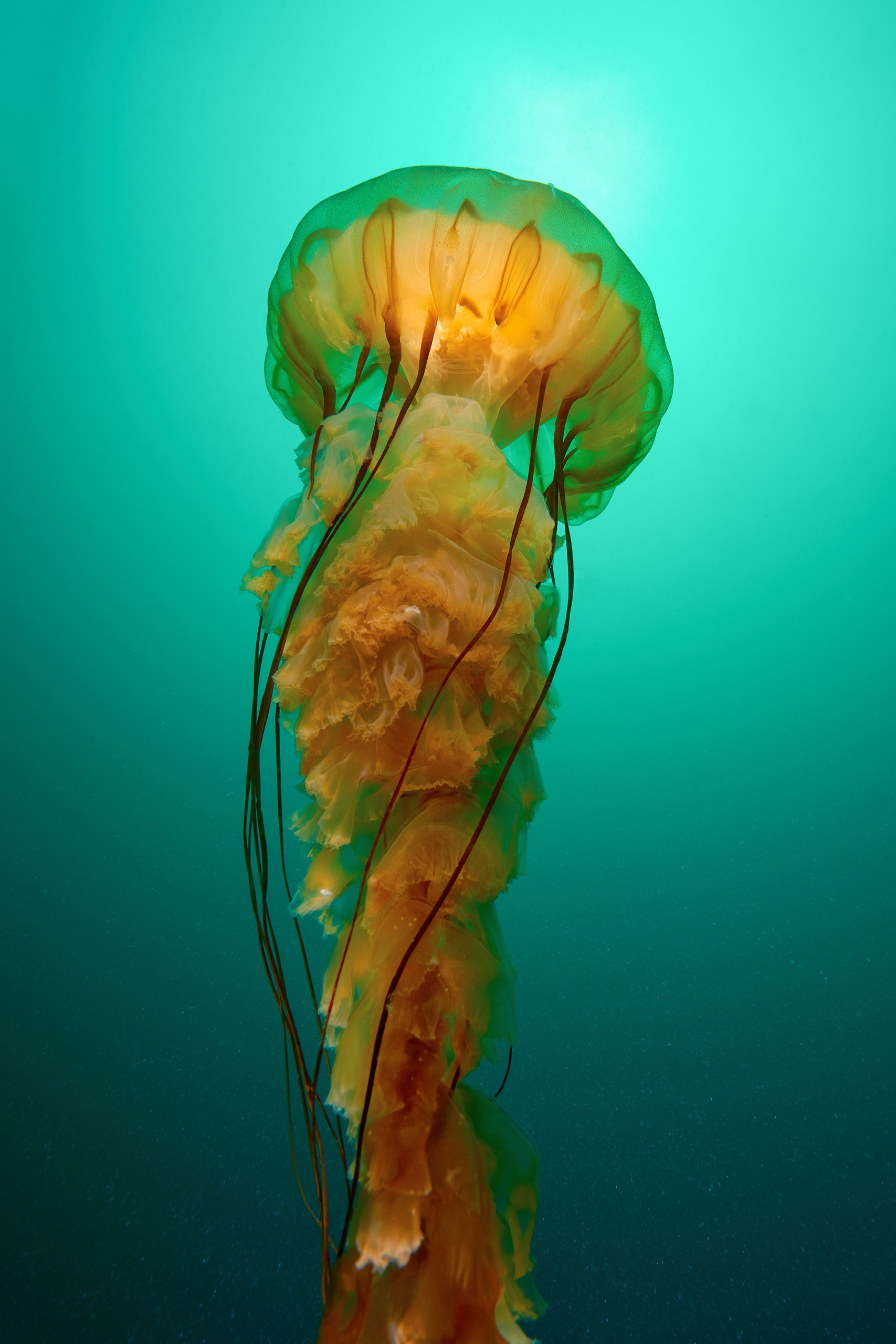 Морская крапива. Chrysaora fuscescens. Медуза хризаора. Акватилис медузы. Chrysaora hysoscella.
