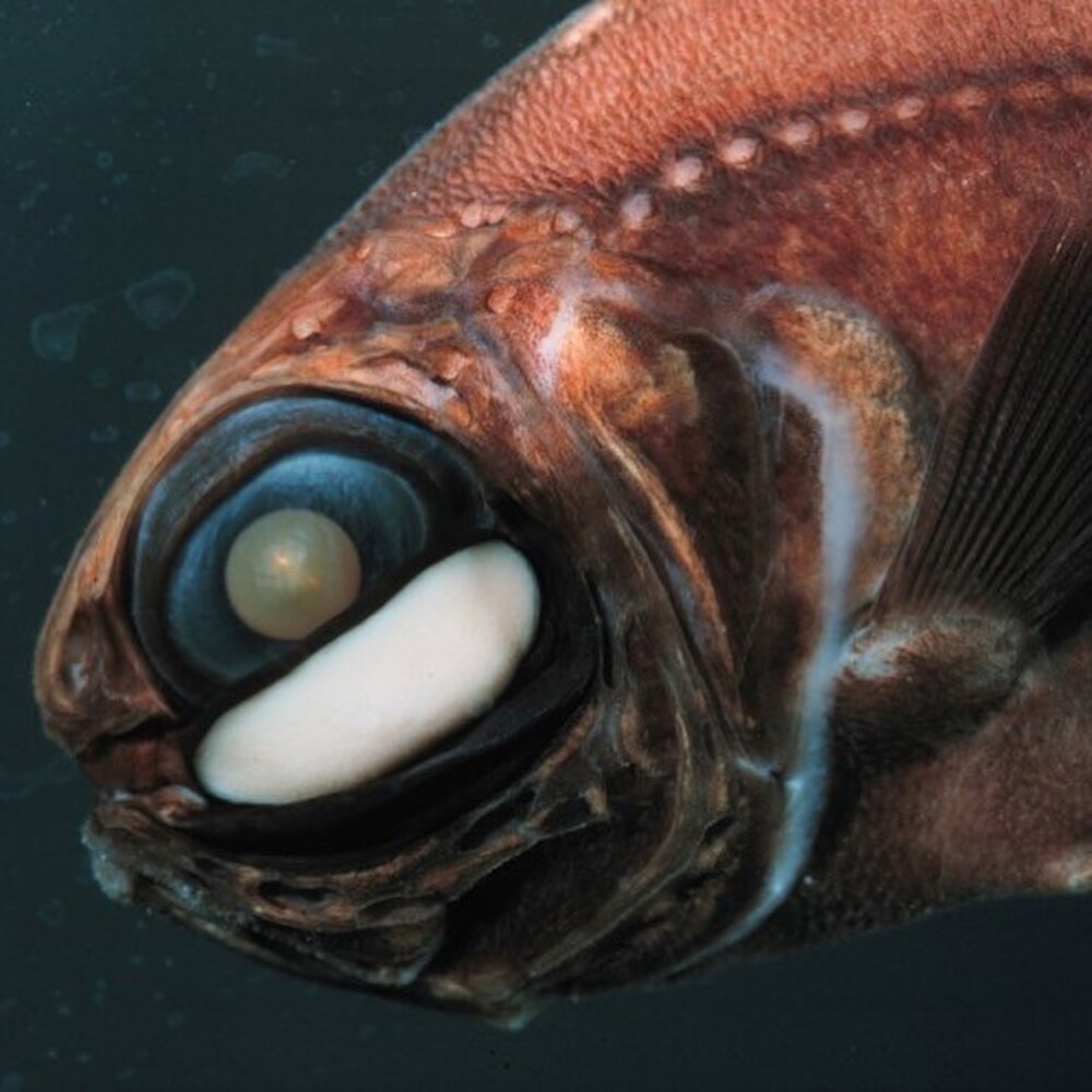 Какие глаза у рыб. Фонареглаз рыба. Малый фонареглаз. Рыба Photoblepharon palpebratus. Flashlight Fish рыбы.