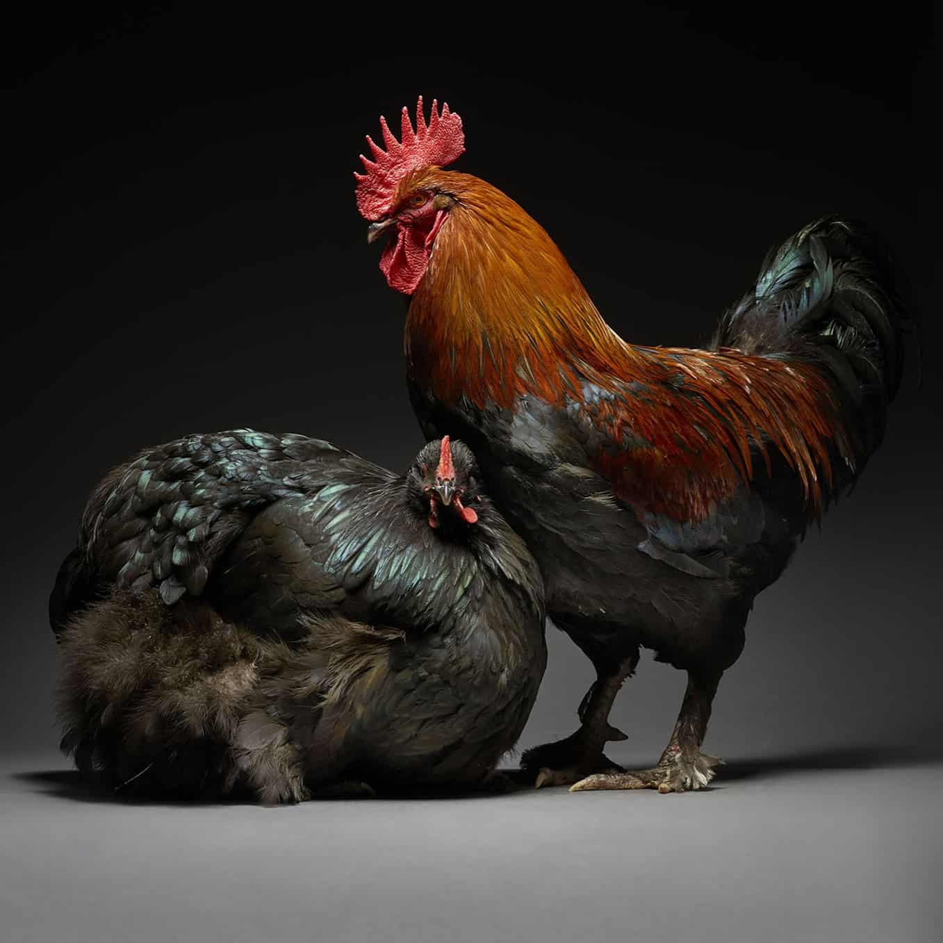 Разные породы петухов и куриц. Петух гигант Брама .. Куры с петухом. Красивые куры. Курица и петух.
