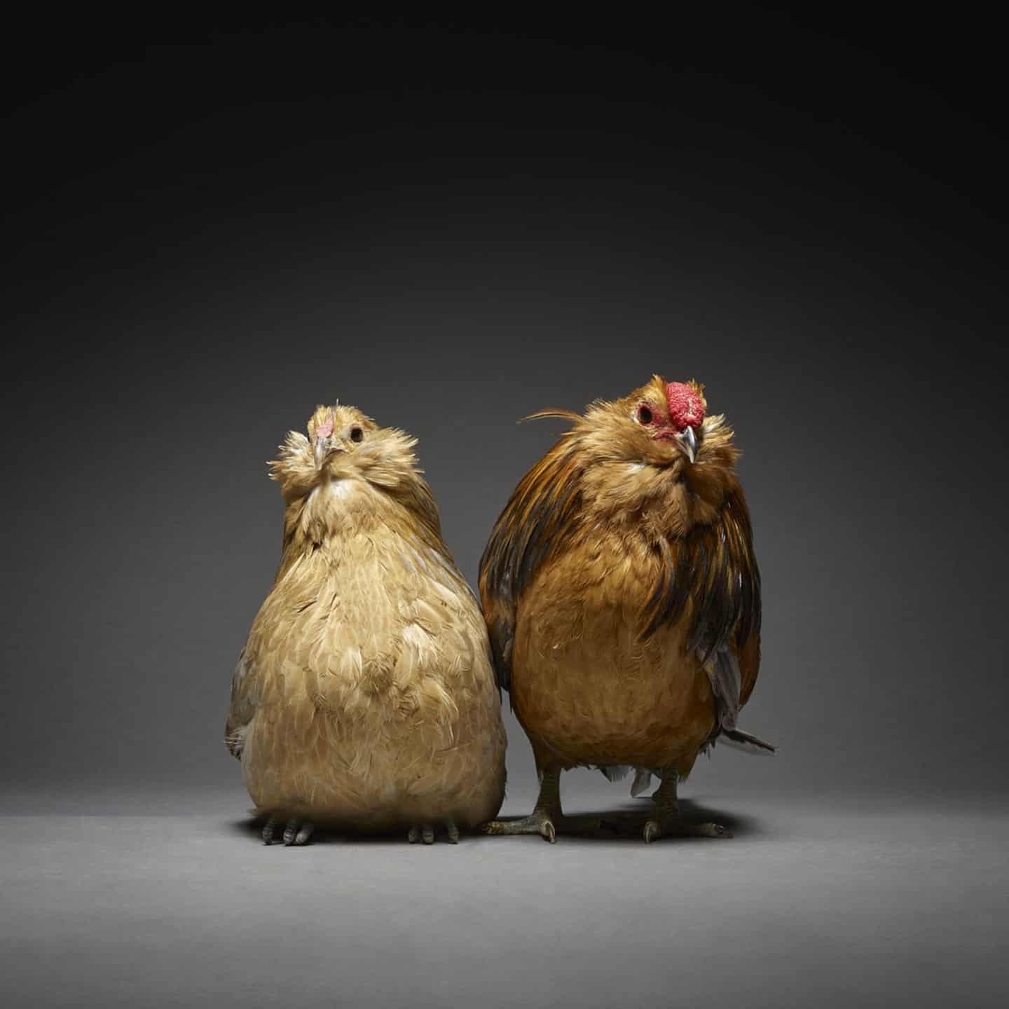 Забавные курицы. Смешная курица. Курица смешная картинка. Гламурная Курочка. Три курицы.