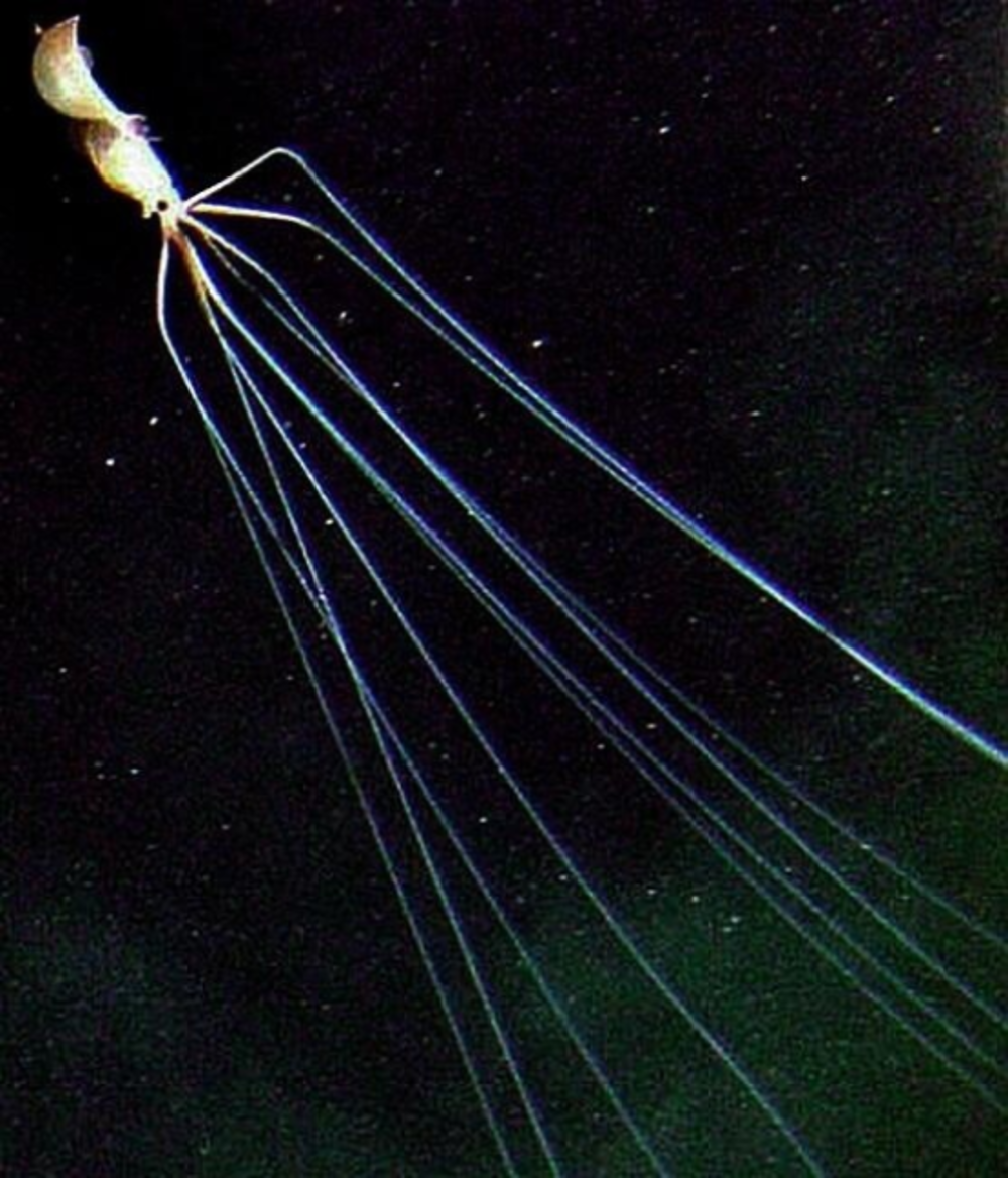 Magnapinna (Bigfin Squid) — род глубоководных кальмаров из подотряда ...