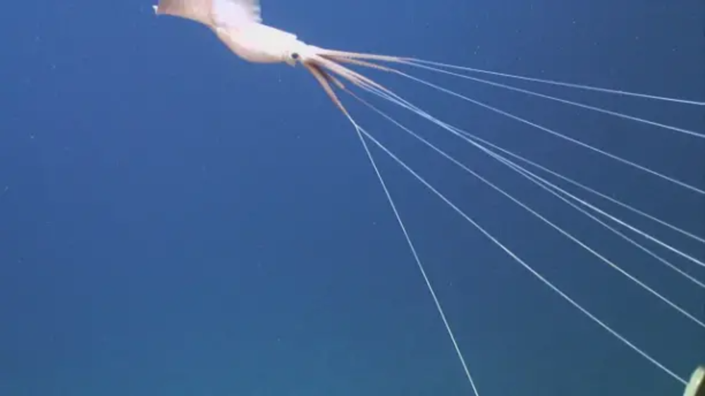 Magnapinna (Bigfin squid) — род глубоководных кальмаров из подотряда  Oegopsina - Варнет