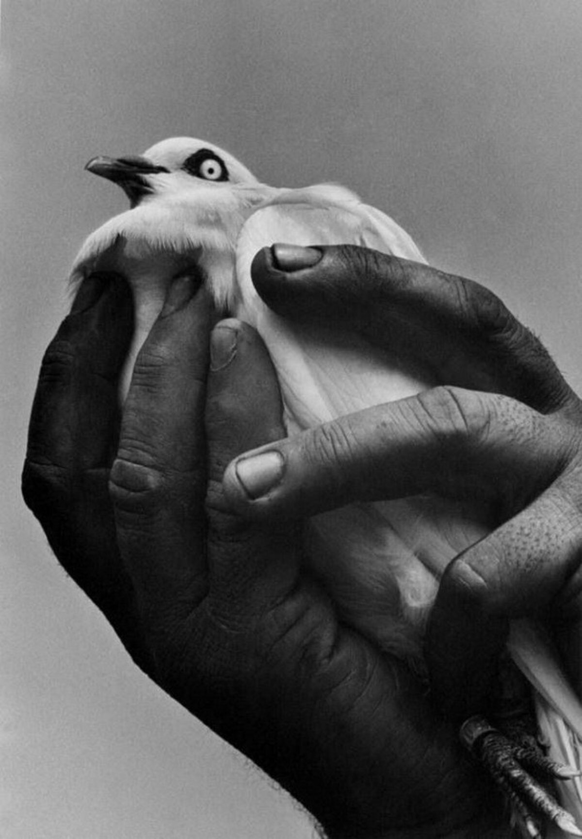 Bird in hand. Harold Feinstein. Гарольд Файнштейн фотограф. Melanie Gabriel. A Bird in the hand.