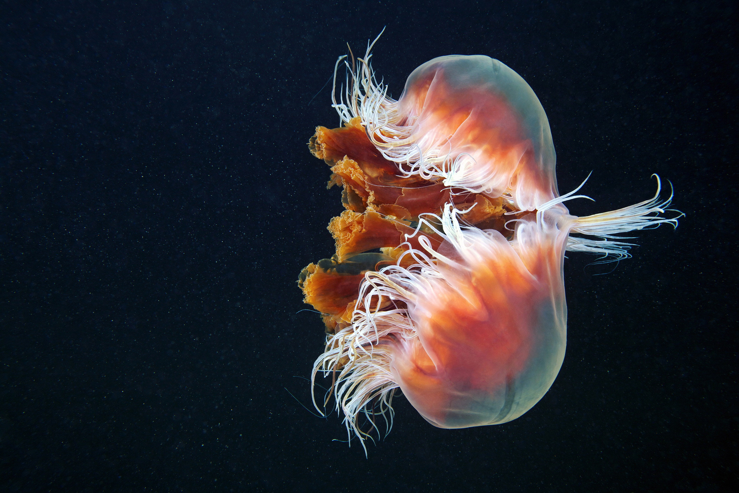 Живые обитатели океана. Медуза волосистая цианея. Арктическая цианея. Скорпена Амбона.
