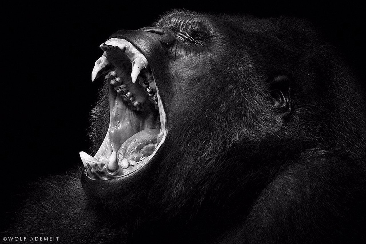 Медведь на черном фоне. Свирепая горилла. Оскал гориллы. Медведь рычит. Клыки гориллы.
