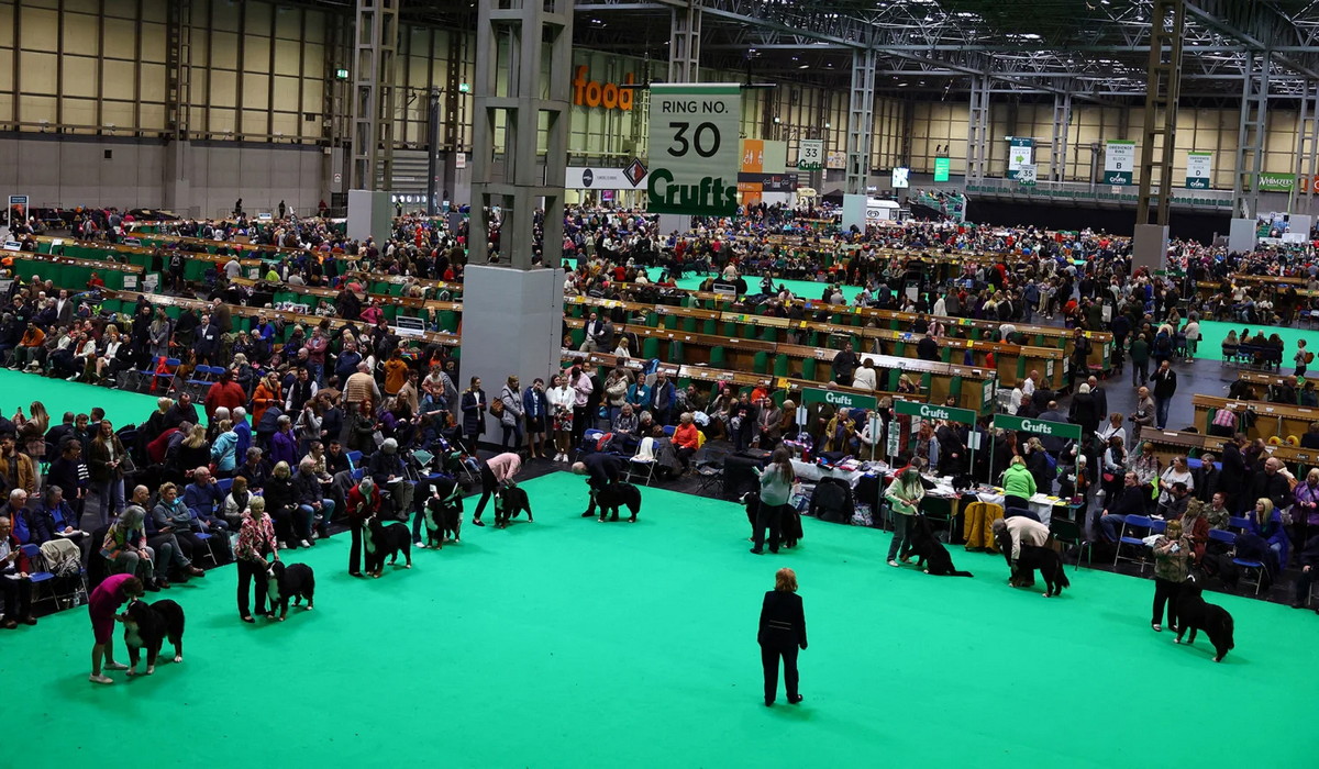 Крафт выставка собак. На выставке собак. Разные выставки. Выставка собак фото. Crufts.