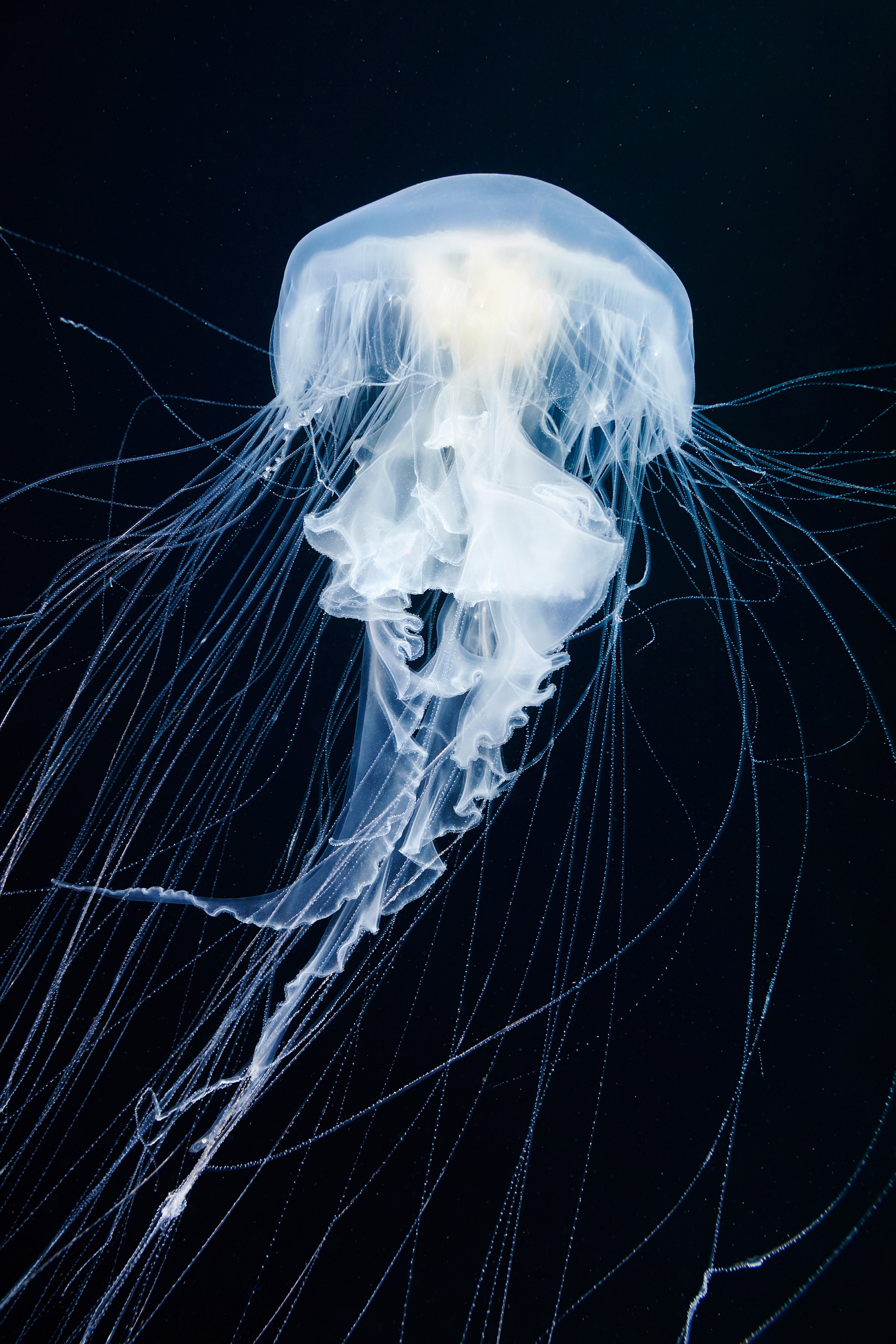 Медуза картинка. Scyphozoa (Сцифоидные). Фацеллофора медуза. Phacellophora camtschatica. Медуза морская.