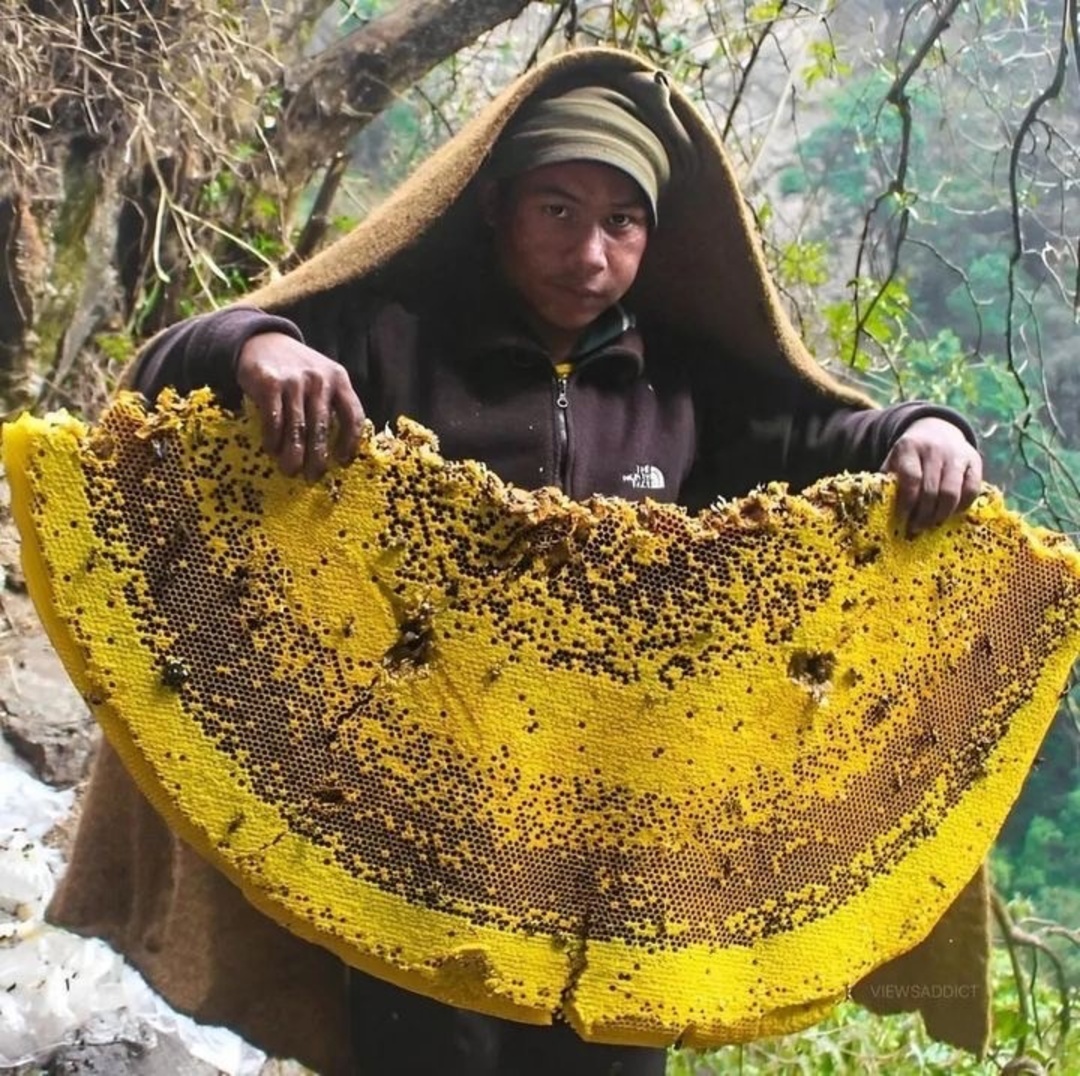 Бешеный мед. Мед гигантских пчел дикий гималайских. Непальский галлюциногенный мед. Гималайские пчелы галлюциногенный мед. Непальский мед диких пчел.