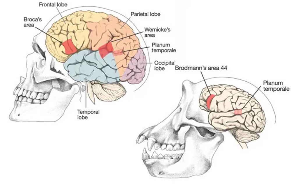 Объем головного мозга наибольшее. Строение мозга человекообразной обезьяны. Строение мозга человека и обезьяны. Строение головного мозга обезьяны. Головной мозг человекообразных обезьян.