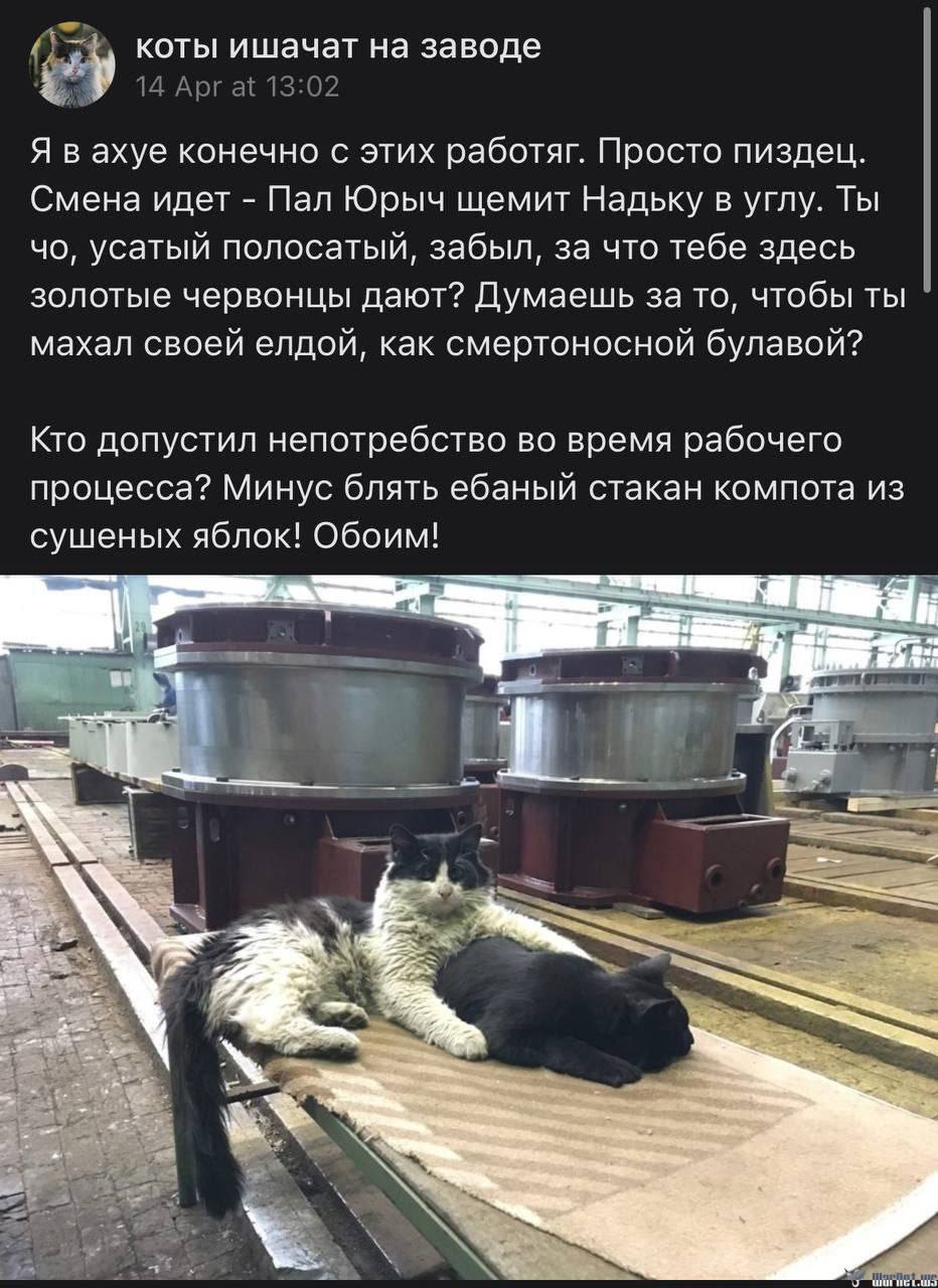 Кот на заводе мем