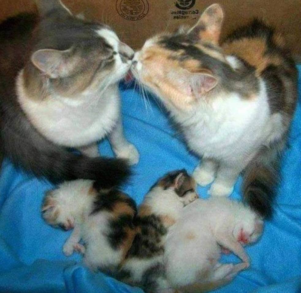Кошачья семья